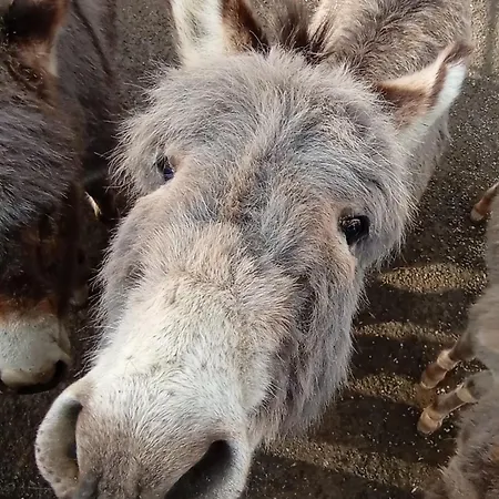 Nyaraló Zum Alten Eselstall Lohma